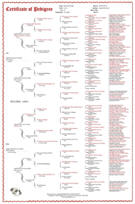 7 Generation Pedigree